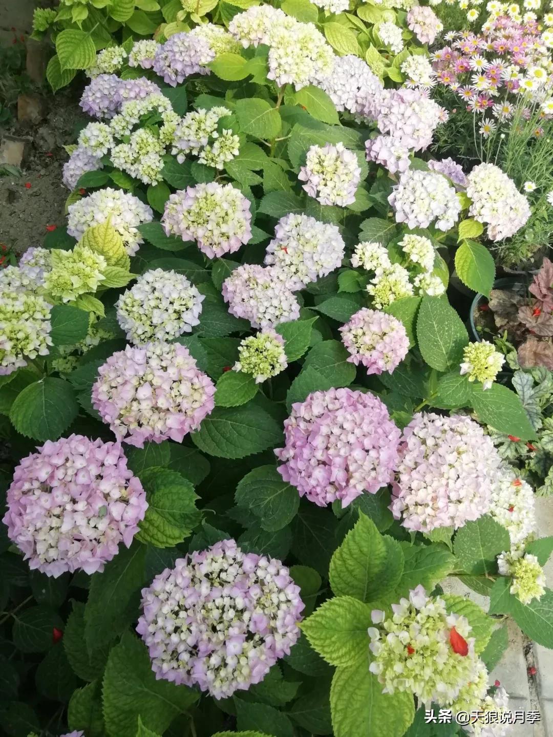 圆滚滚的绣球，瀑布般的花墙，这届花友也太会种花了吧