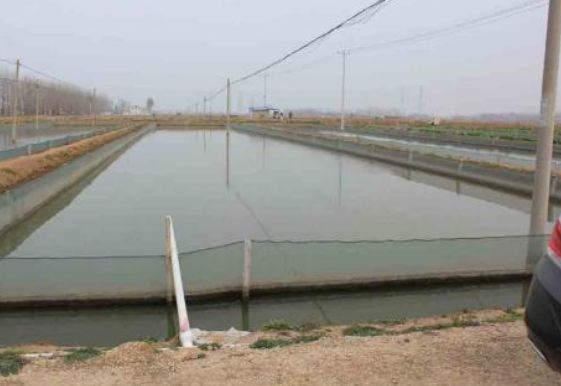 泥鳅养殖前景与利润有多大,泥鳅养殖技术成本与利润