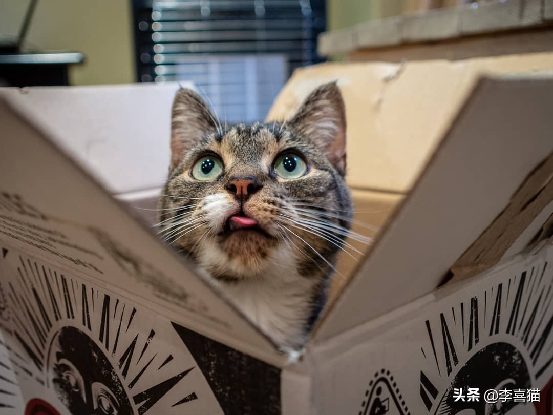 猫咪为什么喜欢睡纸箱,为什么猫咪偏爱纸箱睡觉