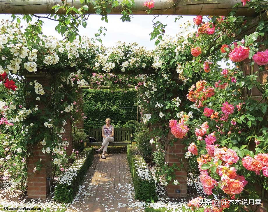 为什么月季养一年就不行了,月季种下去不成活