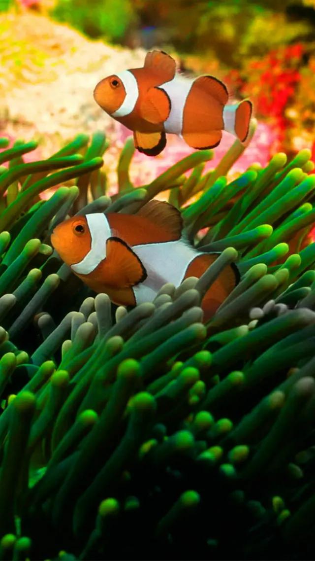 高清海底世界壁纸原生态动态,高清海底世界壁纸4k全屏无水印