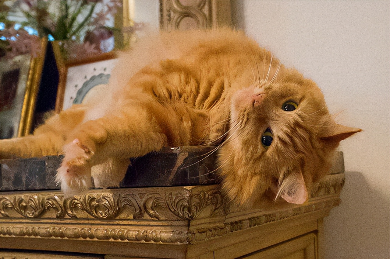 适合老年人养的小宠物,老年人适合养的宠物有哪些品种