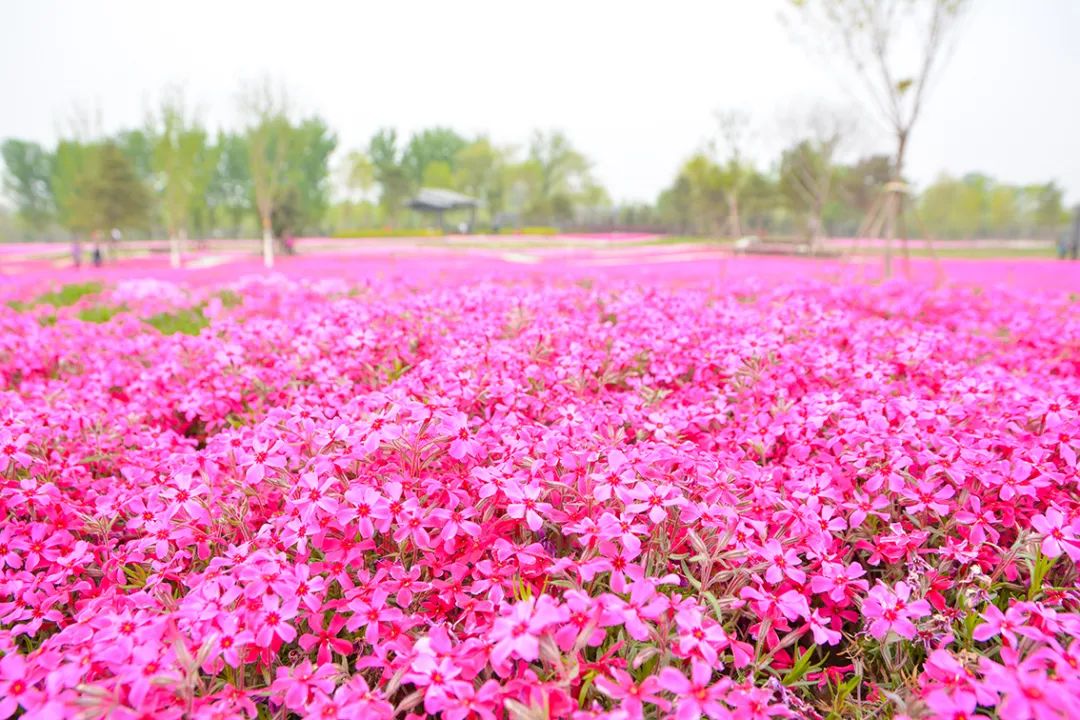 北京新开40个公园在哪里,北京十佳公园