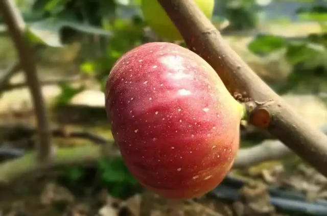 无花果树干内有害虫怎么办,怎样杀死无花果根部的害虫