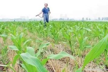 玉米苗后除草正确方式,玉米苗后除草用什么药