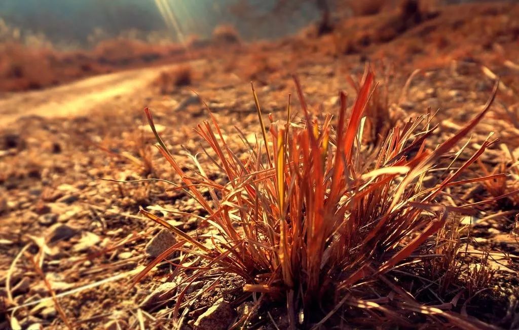 英国轻断食低碳逆转糖尿病,美国医生谈低碳饮食