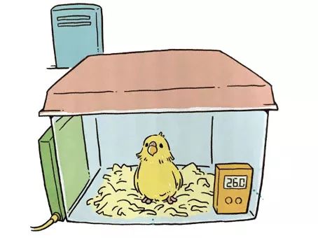 如何养新生鹦鹉宝宝,刚买回来鹦鹉雏鸟如何喂养