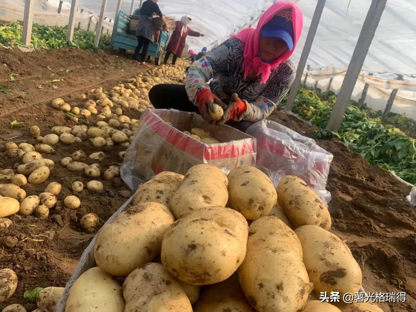 中国马铃薯之乡山东,山东滕州马铃薯之乡