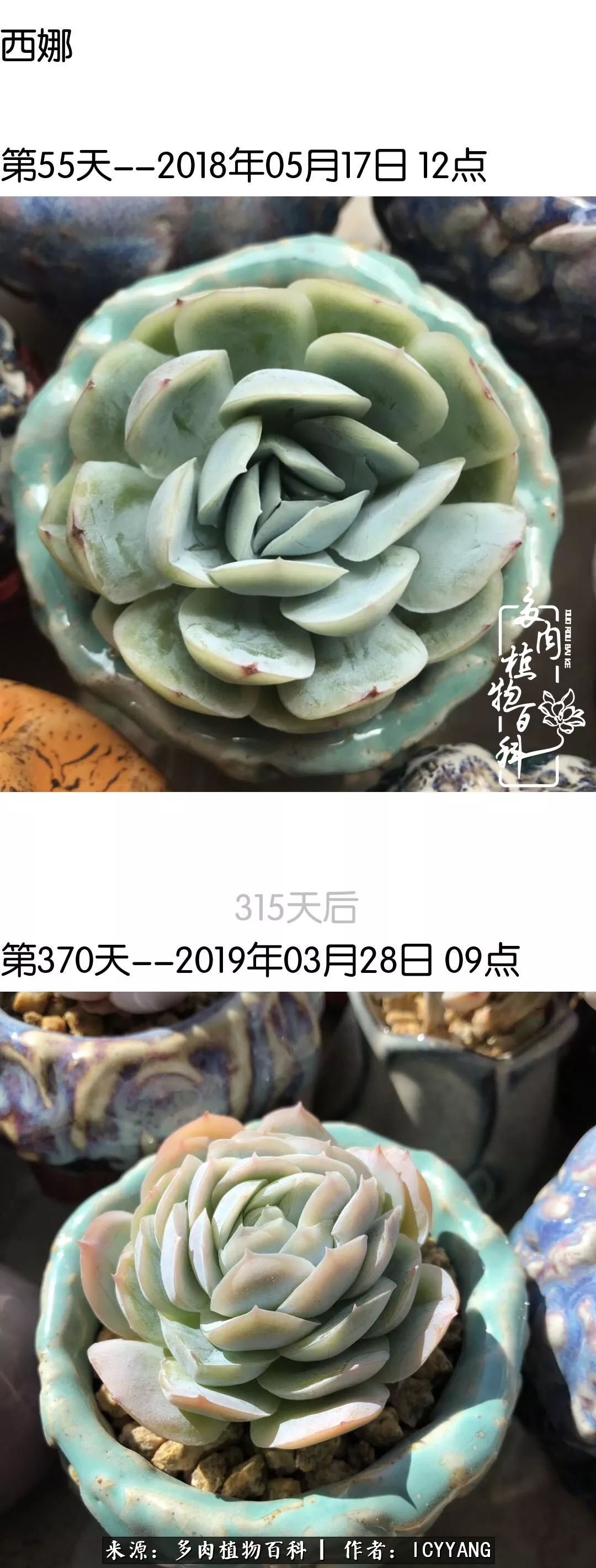 室内阳台多肉的养护方法,景天多肉养护