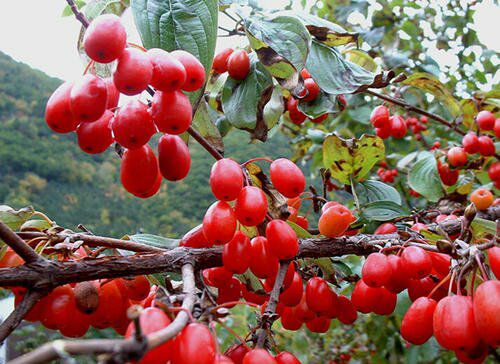 山茱萸花怒放的季节,山萸肉花开了
