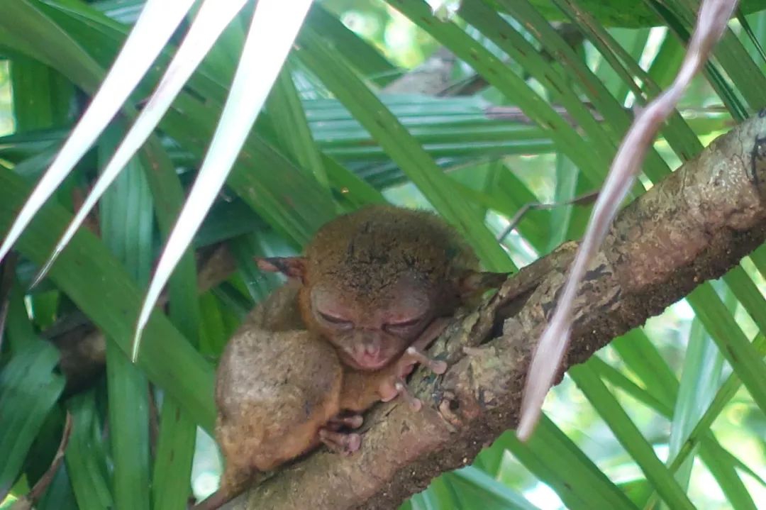 菲律宾10个必去地方,除了海边城市还能去哪里旅游