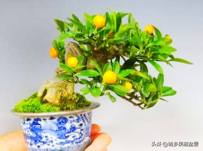 三十多年经验教你制作掌上树桩盆景，形态小巧，造型玲珑别致