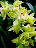 中国十大名花排行哪个是你的最爱,你知道中国十大名花是什么花吗