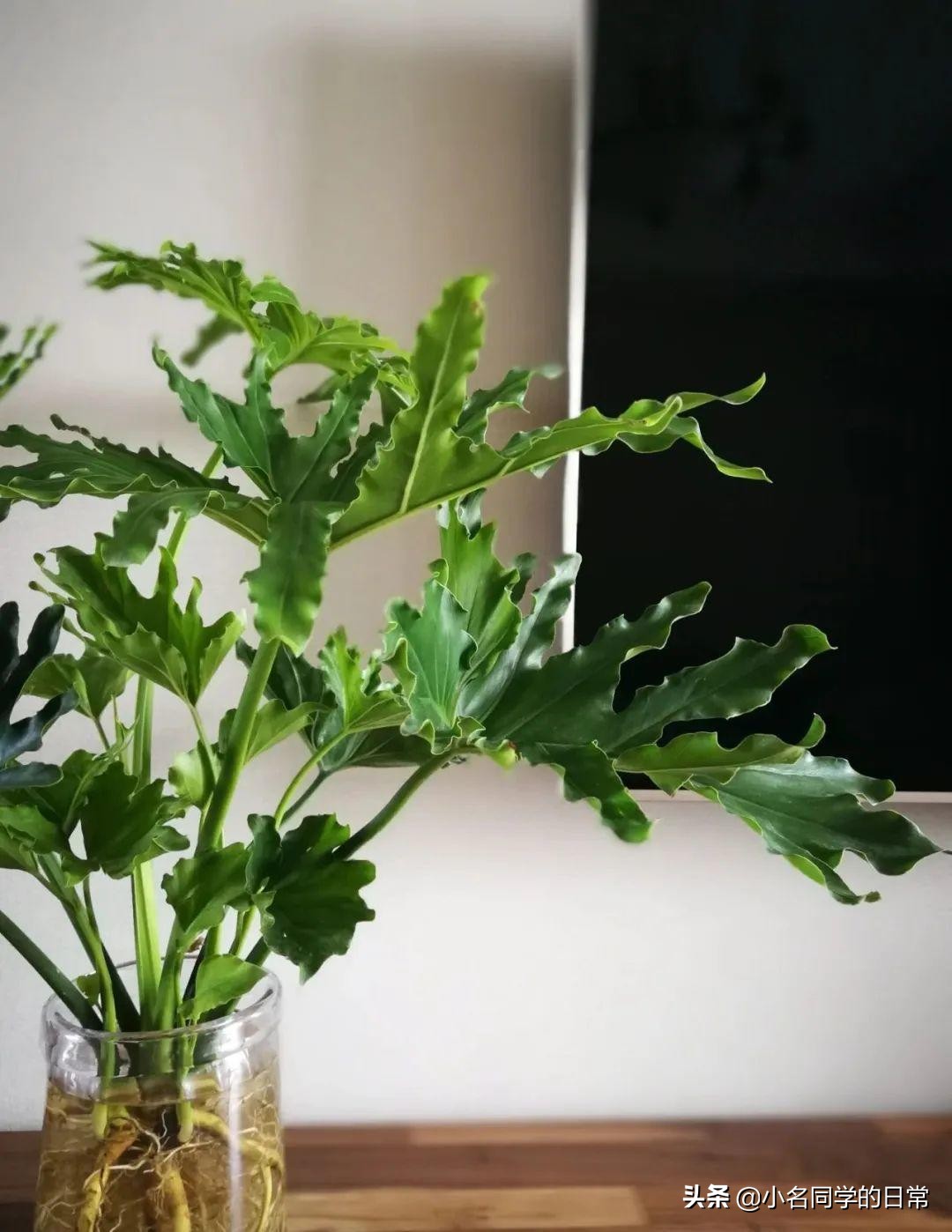 水里加点碳，根系壮得撑破盆，长出满盆萝卜根