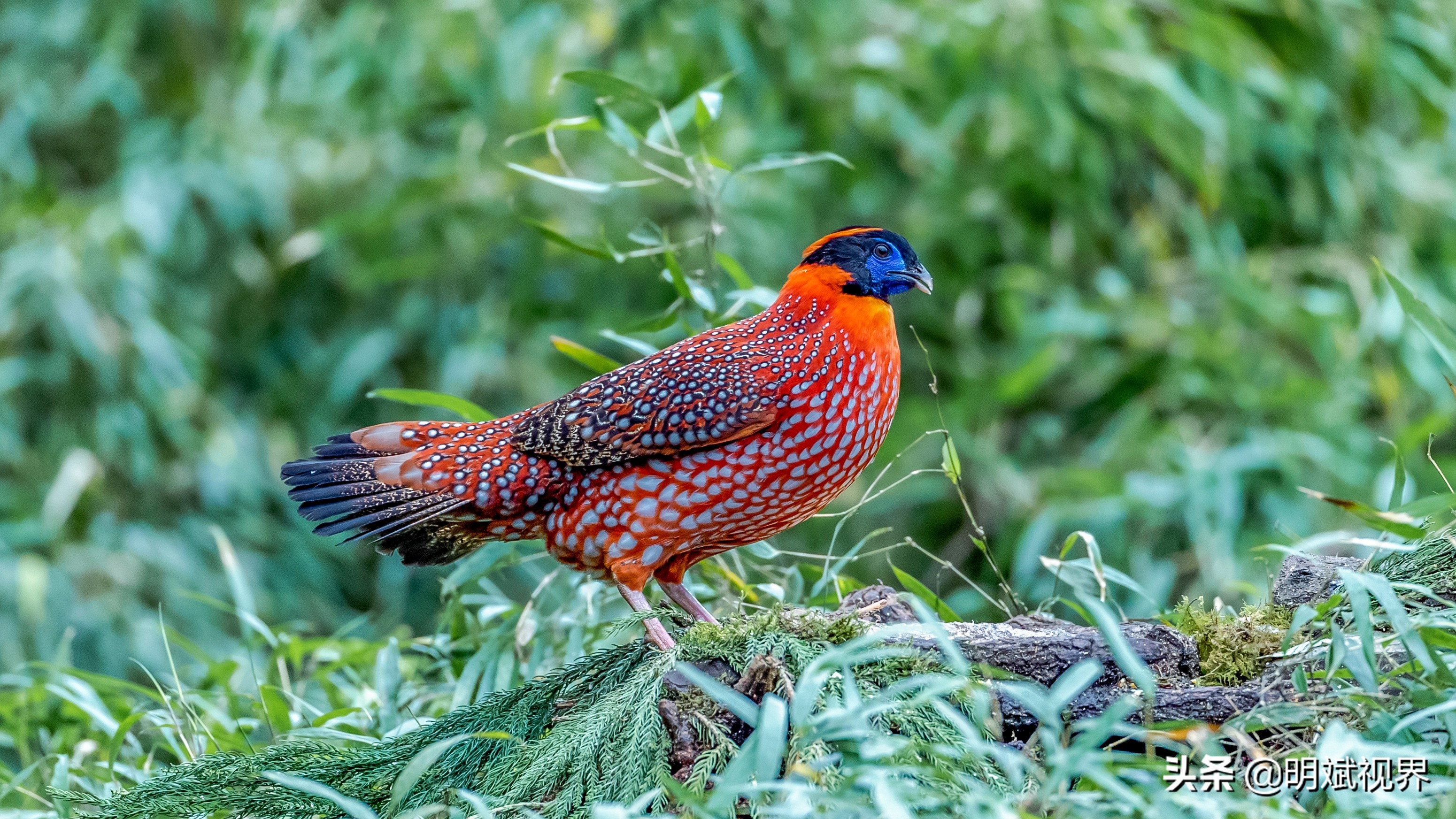 南川红腹角雉图片,重庆南川红腹角雉拍摄点