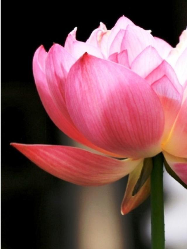 心灵鸡汤经典语录感悟人生正能量,2018感悟人生的说说心灵鸡汤语录