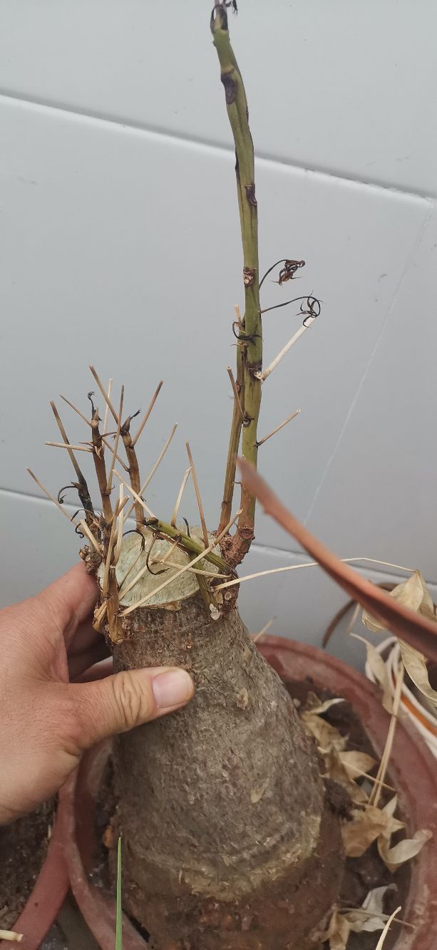 发财树怎样养成啤酒肚,发财树