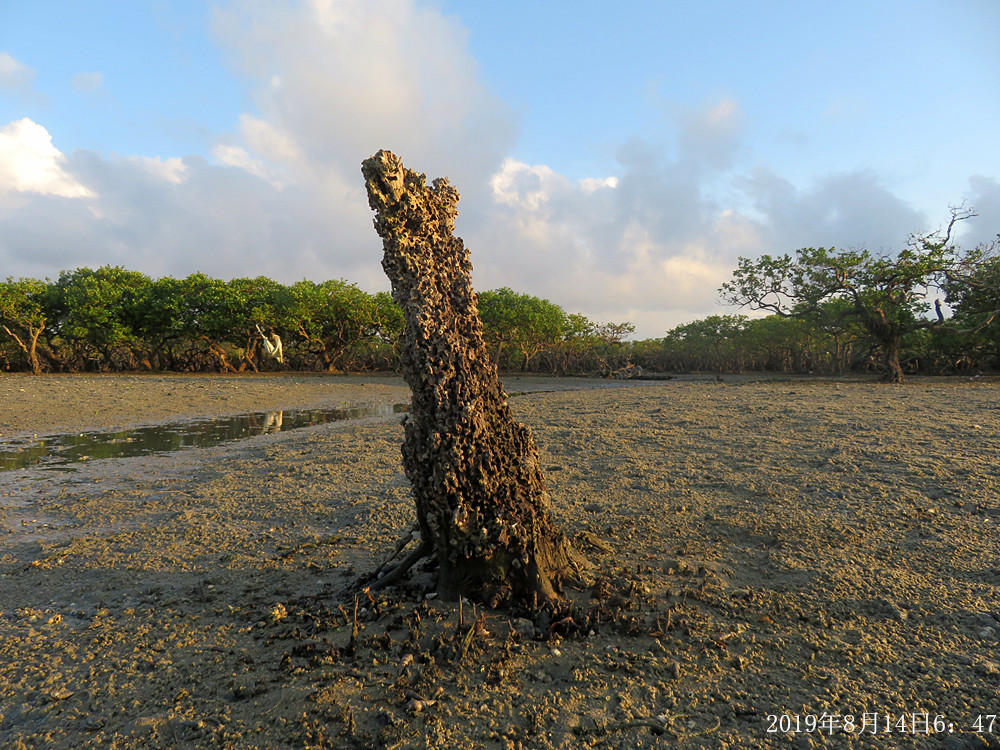 痛心！北海红树林不设防，任你踩任你挖