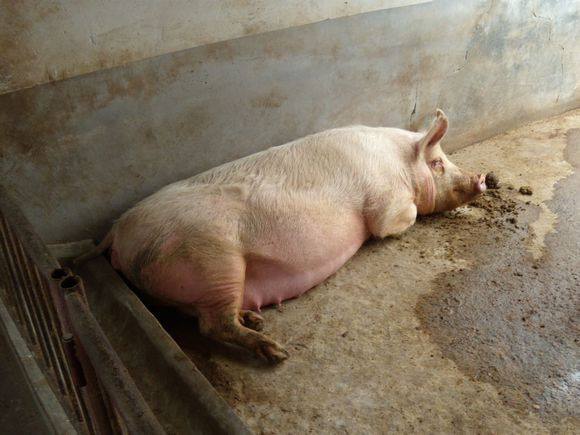 母猪厌食30天流产什么原因,母猪厌食的症状都有哪些