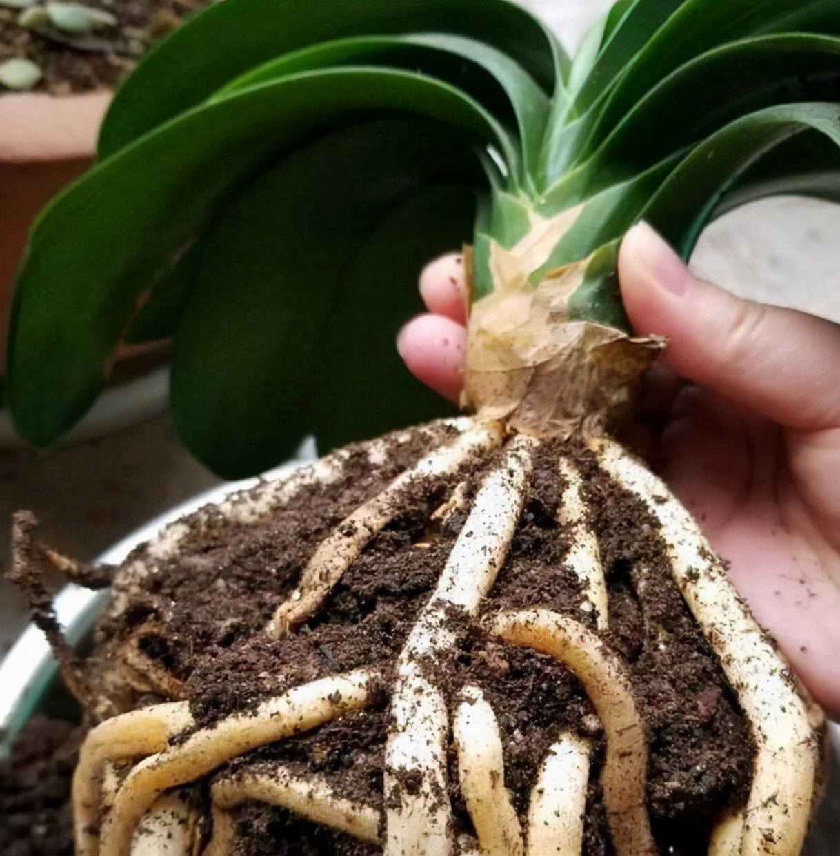 君子兰换盆口诀大全,老花匠如何给君子兰换盆