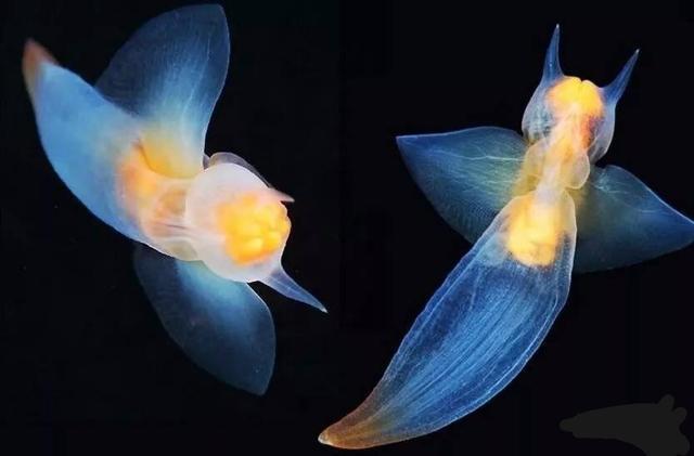 俄潜水员发现“海蝴蝶”，浑身透明如同精灵，嘴里可伸出6条触角