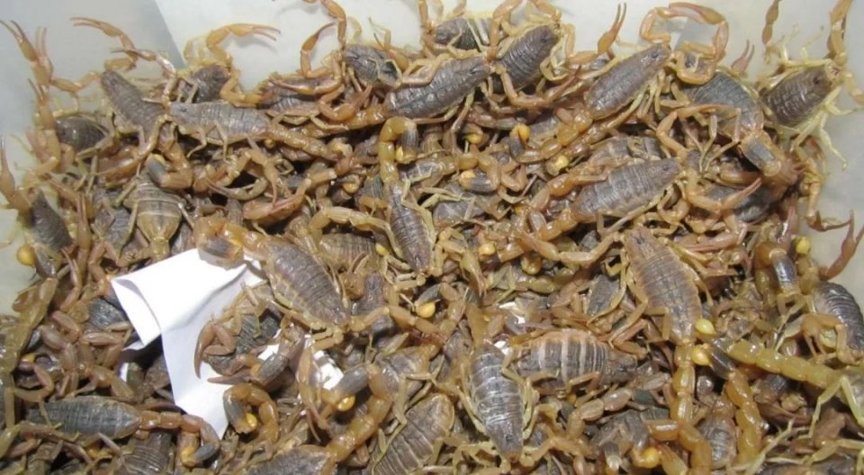 想搞养殖用什么手续,想搞养殖养什么赚钱