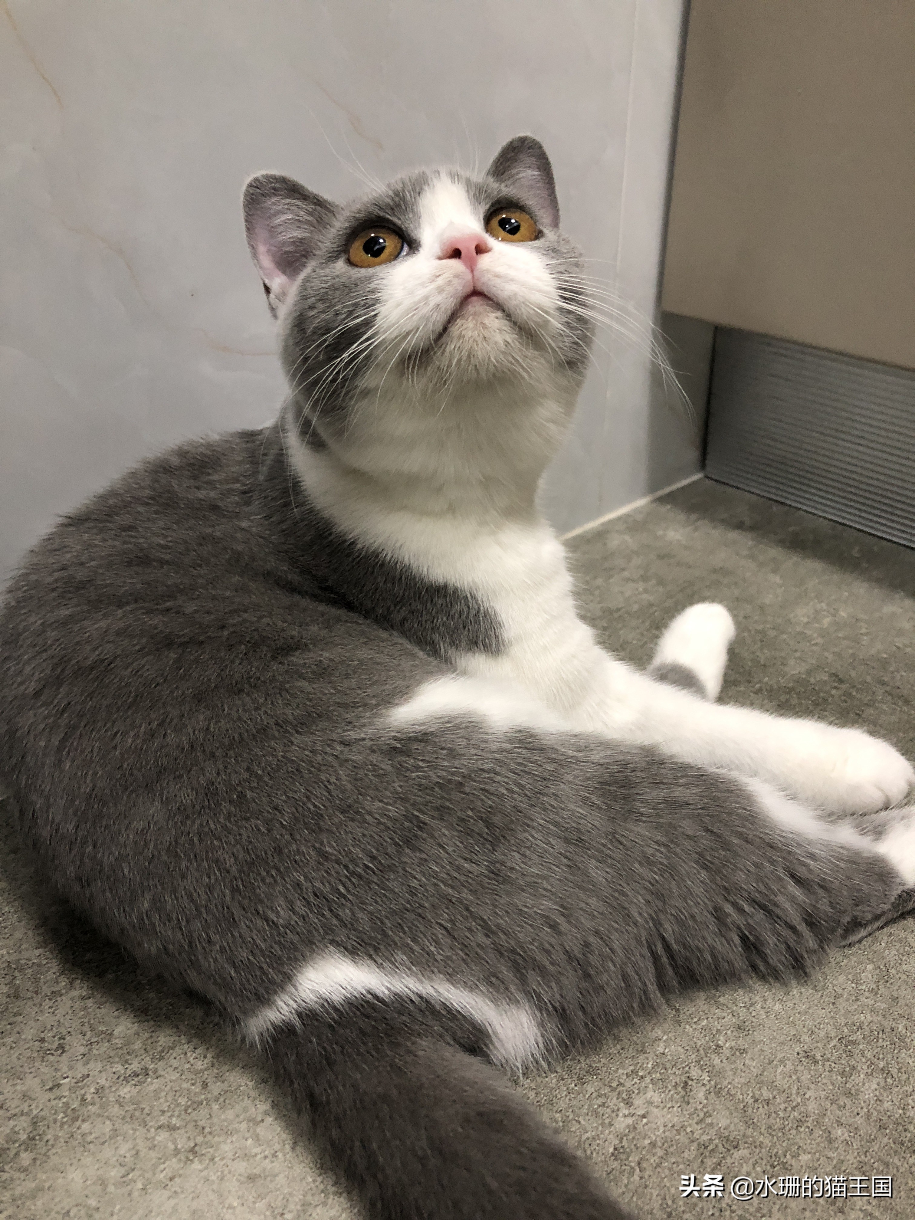 猫咪便秘最快通便药,猫咪便秘小妙招