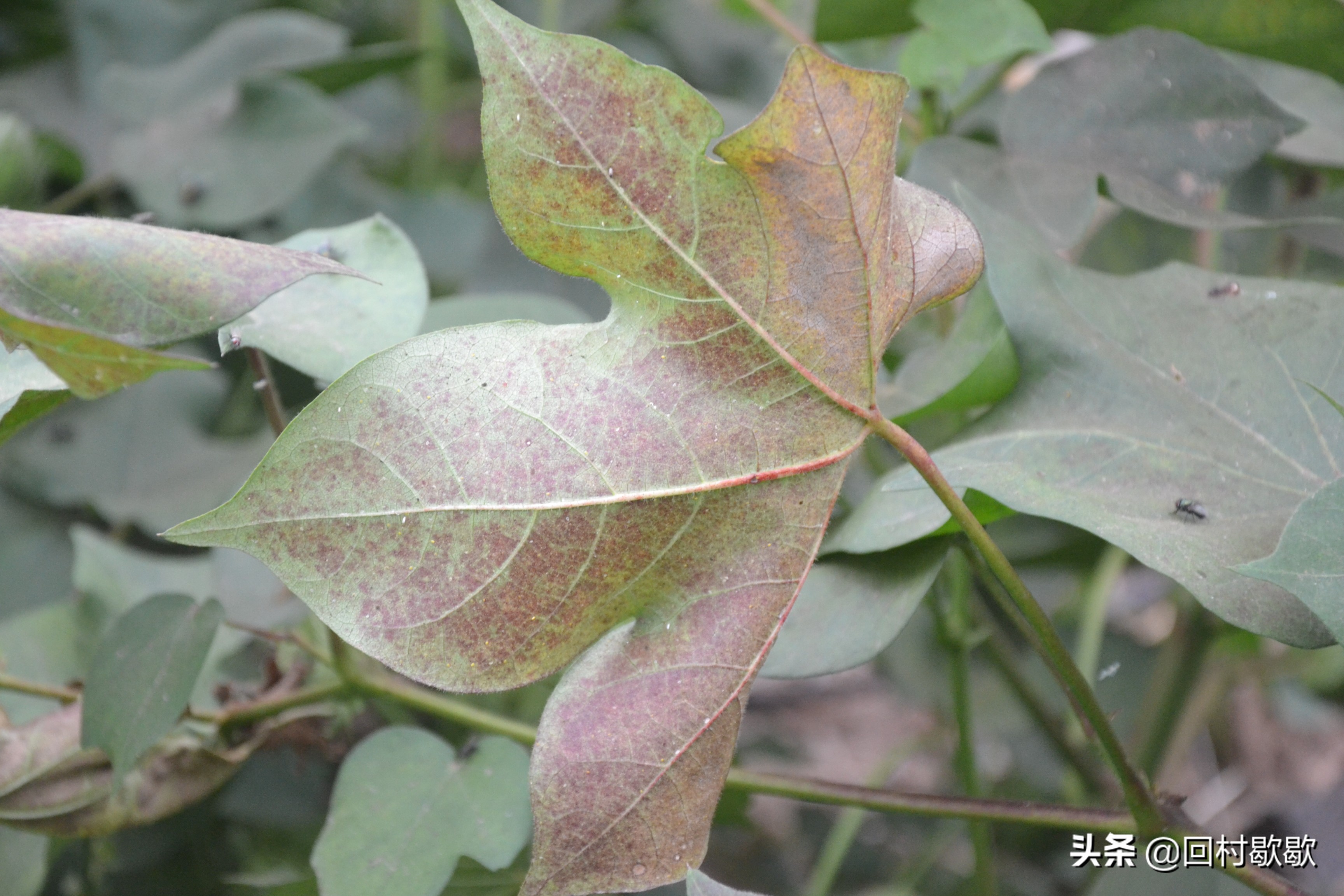 目前棉花地红蜘蛛需要防治吗,棉花红蜘蛛防治方法