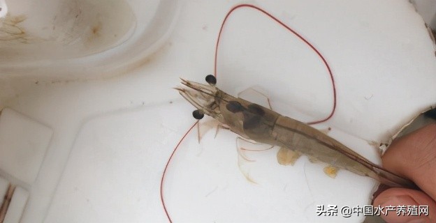 中草药制剂HCV弧菌病能防治、修复肝胰腺，广东省农业力推技术