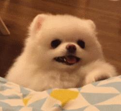 深圳养狗证多少钱,深圳养狗证网上可以查吗