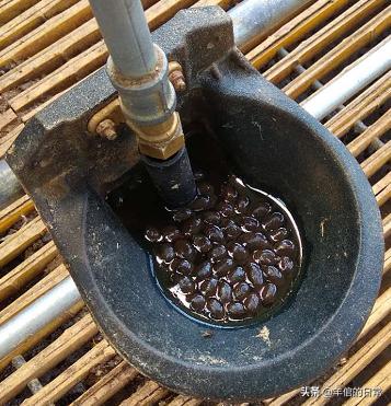 绵羊养殖技巧教学,绵羊的正确养殖方法