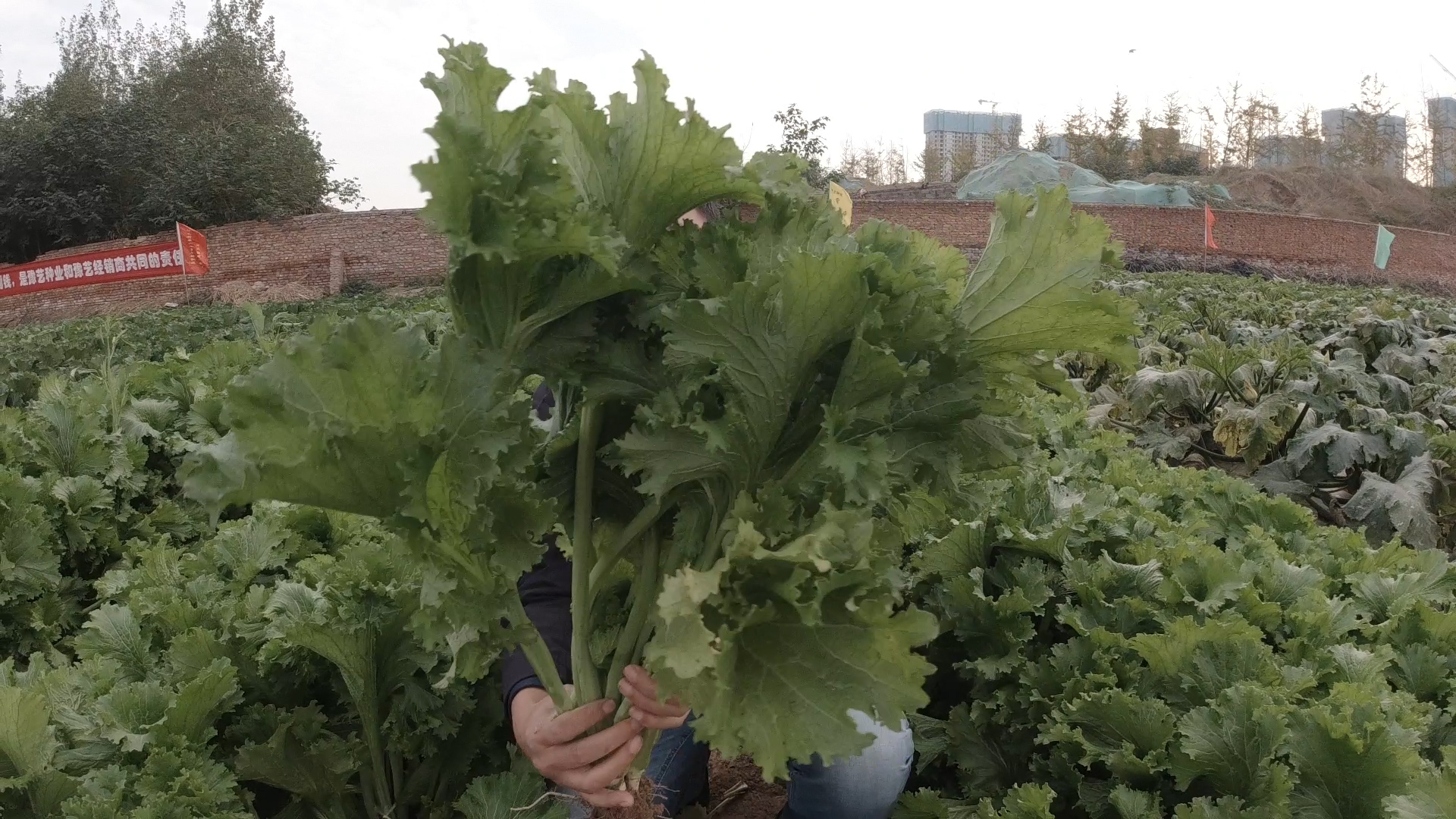 如何消灭土壤里的所有害虫,不用喷药怎么消灭菜园里的害虫