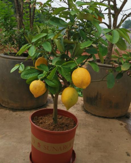 盆栽柠檬不长新枝,盆栽柠檬为什么开花落果