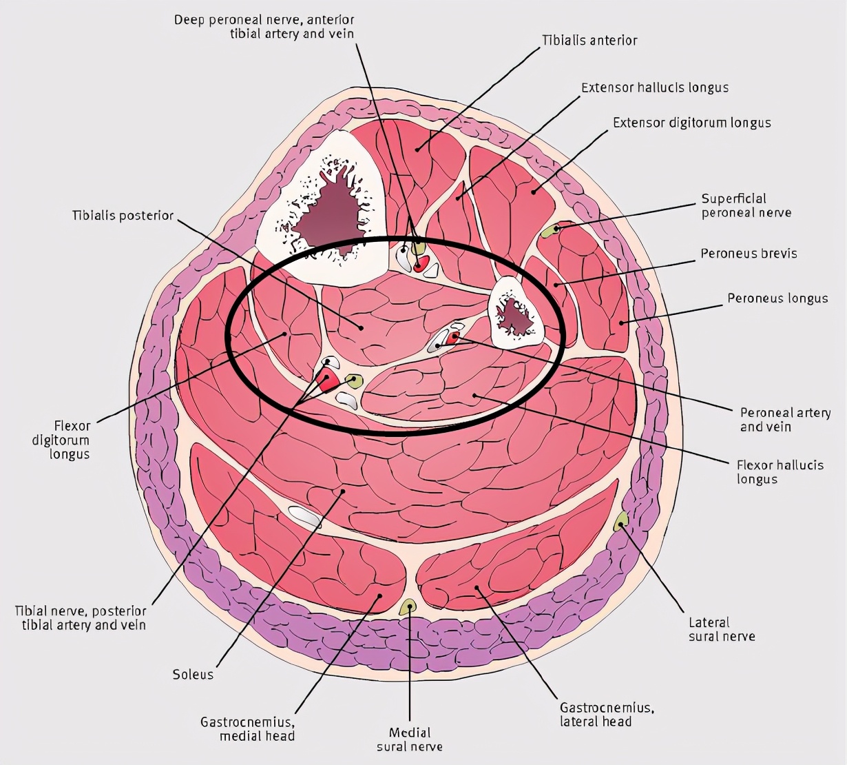 踝关节背屈和跖屈如何训练,三种改善踝关节背屈活动度的方法