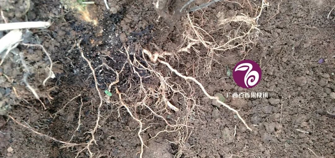 百香果容易得什么病害,百香果容易坏怎么办