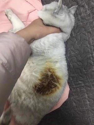 猫咪急救小常识,猫咪受伤怎么救治