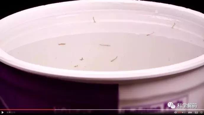 蚊子怎么咬人科普,蚊子解剖示意图