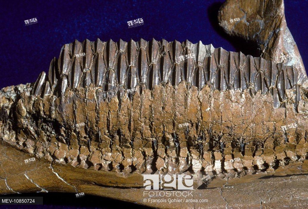 动物为什么不能无限长大,动物不能成精是怎么阻止的