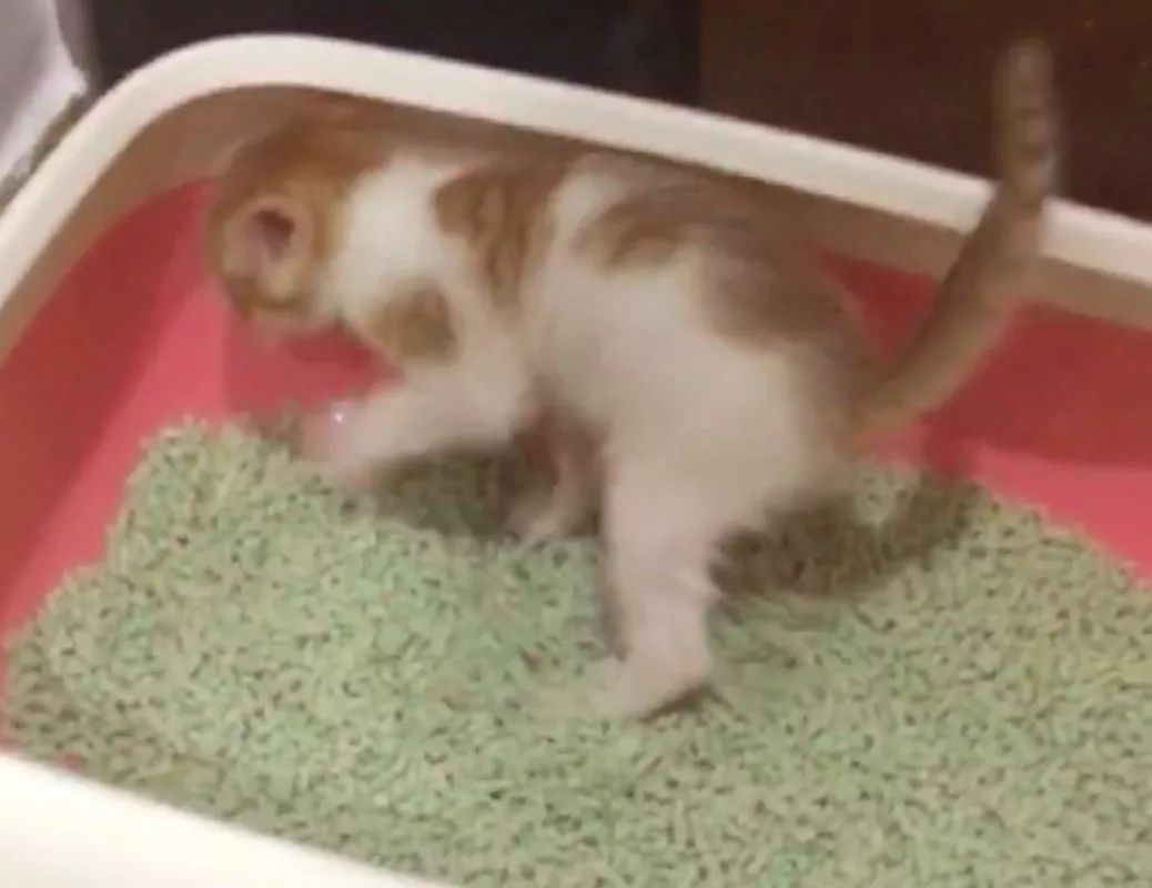 猫咪随便大小便如何纠正,猫咪随便大小便怎么办