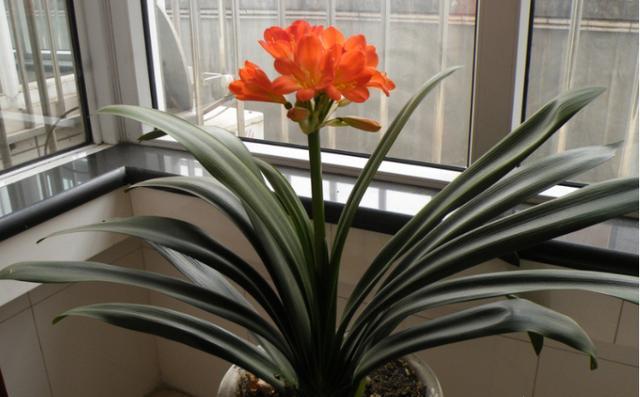 冬季如何养君子兰长得快,室内养君子兰怎么养比较好