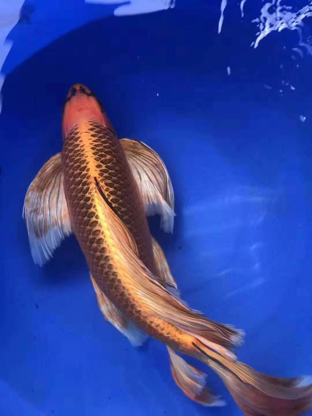 鱼缸养锦鲤鱼的方法和技巧,鱼缸新手养锦鲤鱼的正确方法