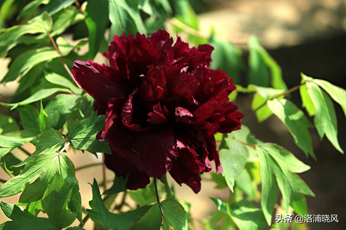 牡丹的名贵品种黑牡丹和绿牡丹,牡丹的稀有品种绿牡丹和黑牡丹