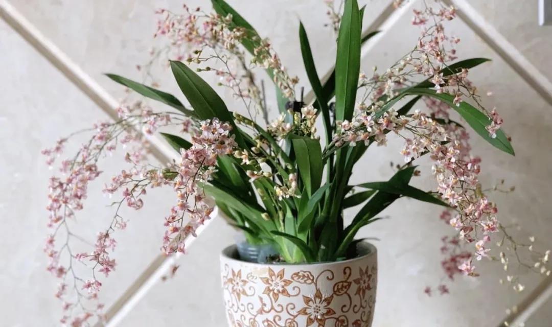 梦香兰的养殖方法,梦香兰花苗