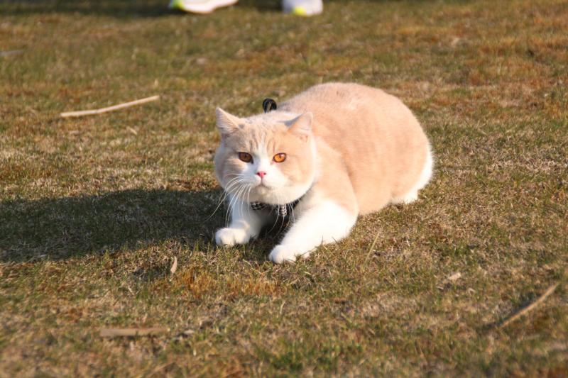 你喜欢哪种猫角色,喜欢洗澡的猫