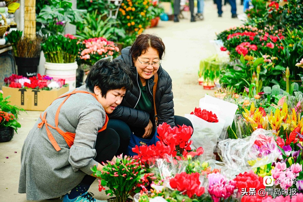 青岛人每年过年必逛！枯桃花卉市场多彩蝴蝶兰贺新春