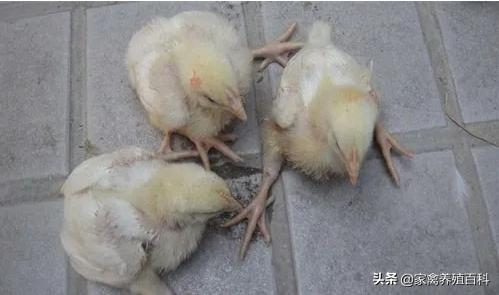 鸡脚软是怎么回事？吃什么才能对症下药？