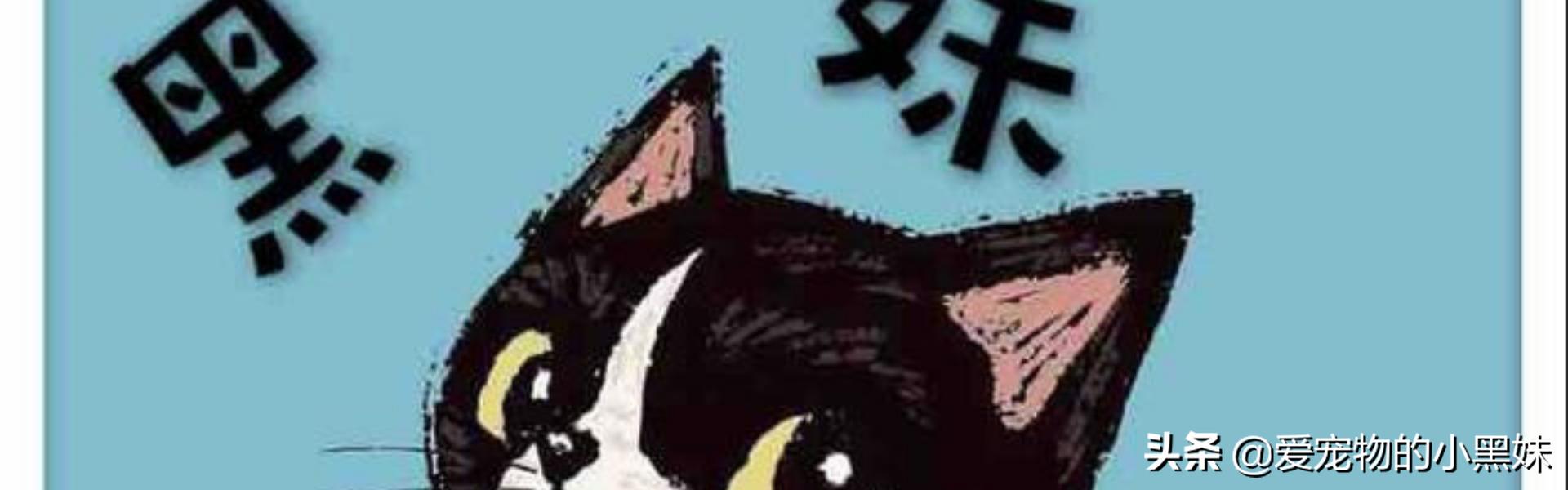 宠物猫猫皮肤病怎么治疗最有效,犬猫疥螨病病例