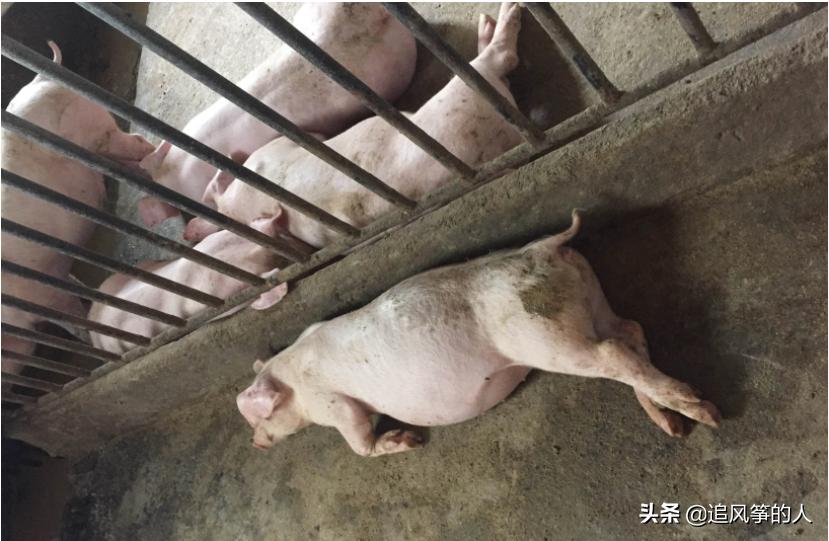 猪肚子胀气的治疗方法土方法,猪养殖技术小猪胀气