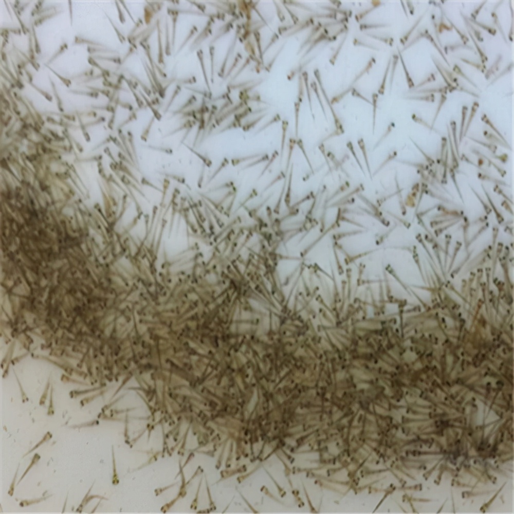 鱼塘泥鳅如何赚钱,泥鳅一亩地能挣多少钱