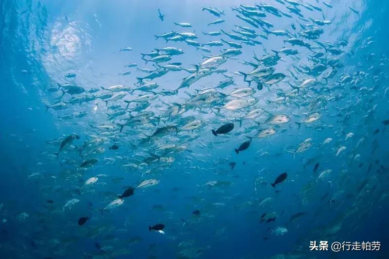 6个理由,帕劳是否值得去